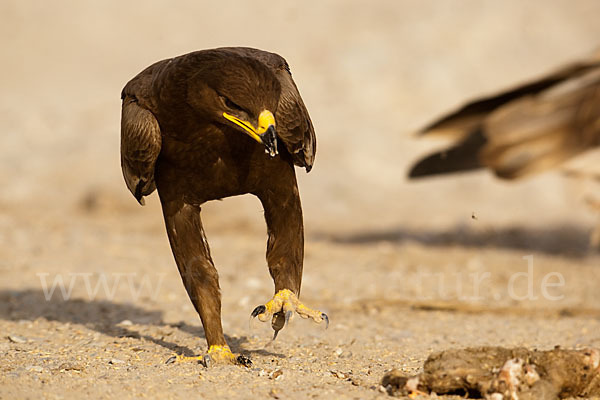 Steppenadler (Aquila nipalensis)