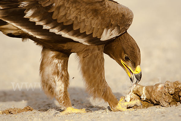 Steppenadler (Aquila nipalensis)