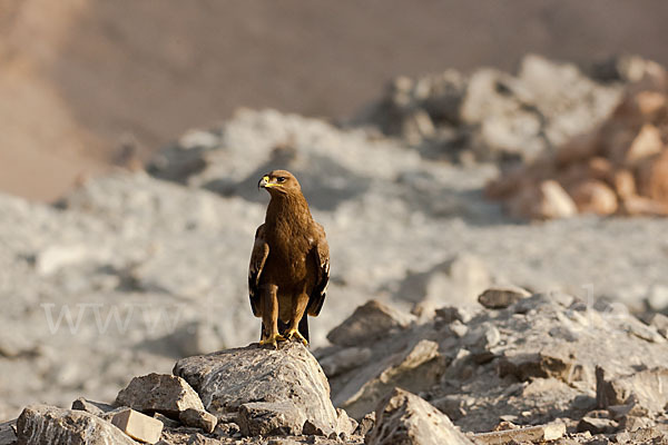 Steppenadler (Aquila nipalensis)