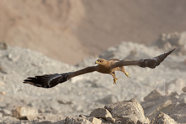 Steppenadler (Aquila nipalensis)