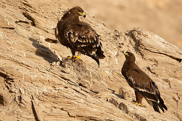 Steppenadler (Aquila nipalensis)