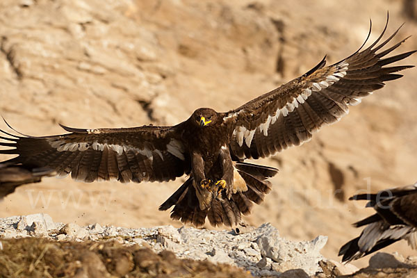 Steppenadler (Aquila nipalensis)