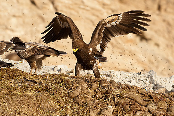 Steppenadler (Aquila nipalensis)