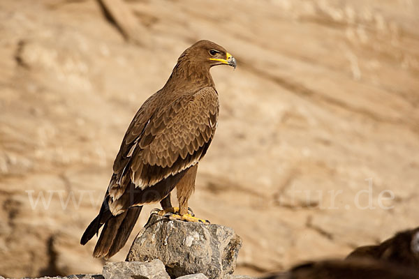 Steppenadler (Aquila nipalensis)