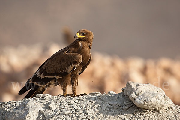 Steppenadler (Aquila nipalensis)