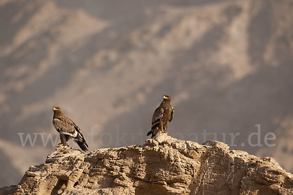 Steppenadler (Aquila nipalensis)