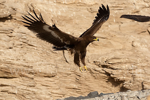 Steppenadler (Aquila nipalensis)