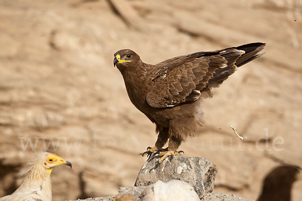 Steppenadler (Aquila nipalensis)