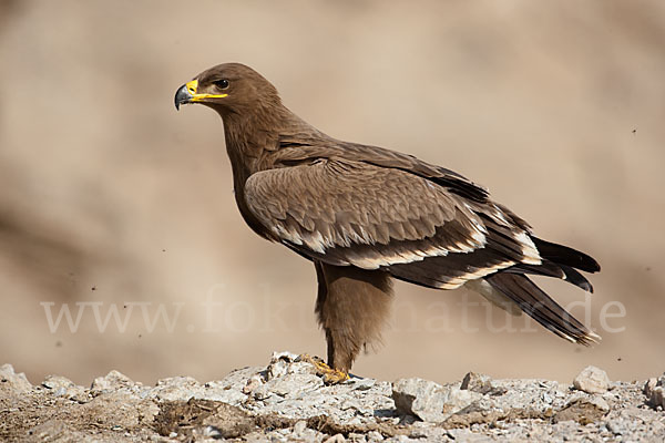 Steppenadler (Aquila nipalensis)