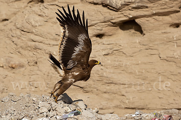 Steppenadler (Aquila nipalensis)