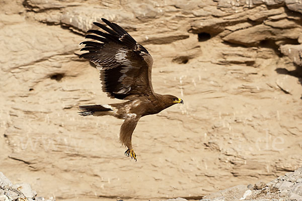 Steppenadler (Aquila nipalensis)