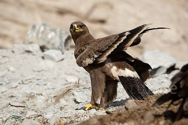 Steppenadler (Aquila nipalensis)