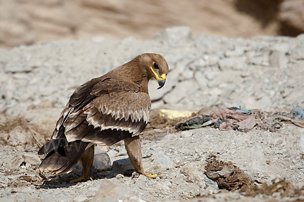 Steppenadler (Aquila nipalensis)