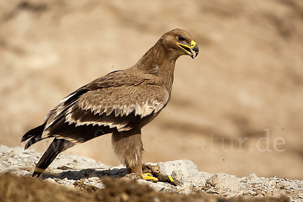 Steppenadler (Aquila nipalensis)