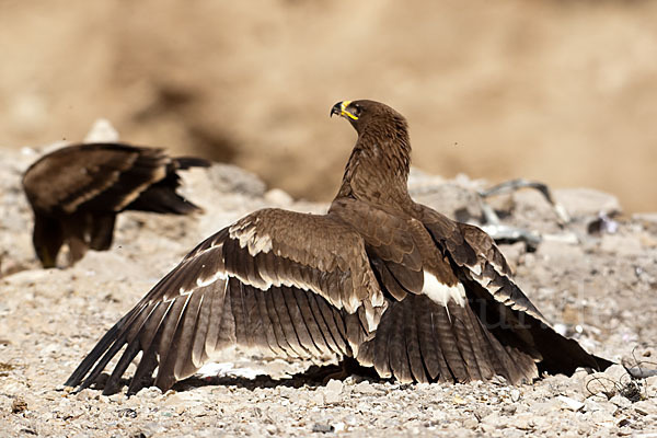 Steppenadler (Aquila nipalensis)