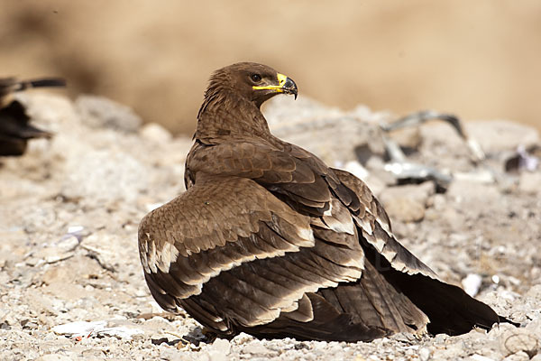 Steppenadler (Aquila nipalensis)