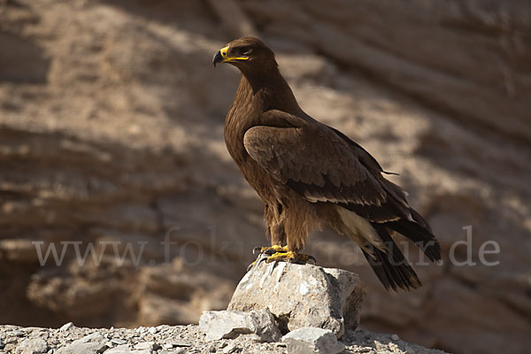 Steppenadler (Aquila nipalensis)