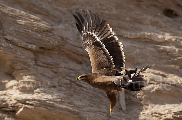 Steppenadler (Aquila nipalensis)