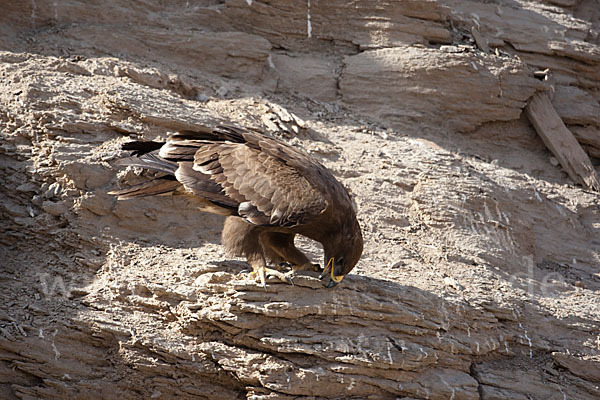 Steppenadler (Aquila nipalensis)