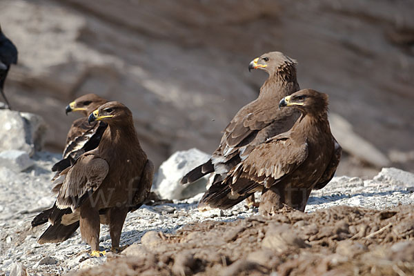 Steppenadler (Aquila nipalensis)