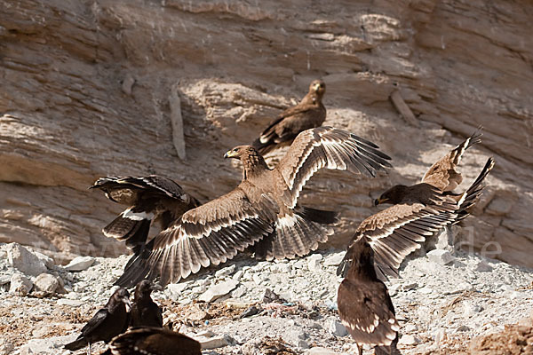 Steppenadler (Aquila nipalensis)