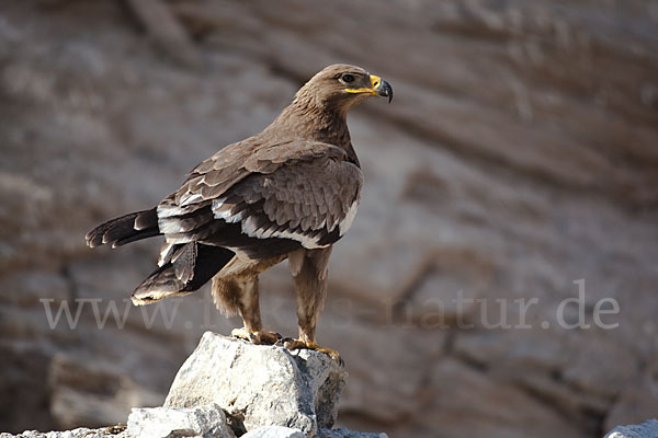 Steppenadler (Aquila nipalensis)