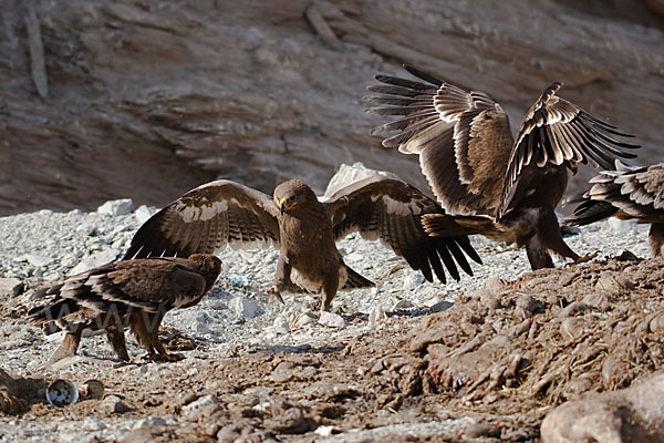 Steppenadler (Aquila nipalensis)