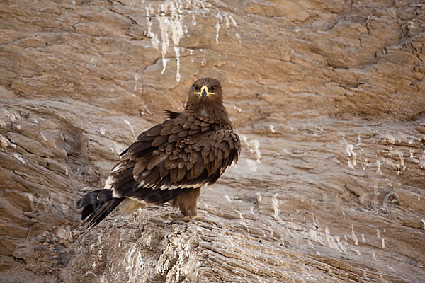 Steppenadler (Aquila nipalensis)