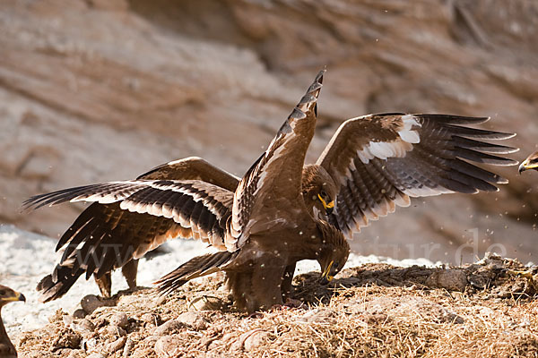 Steppenadler (Aquila nipalensis)