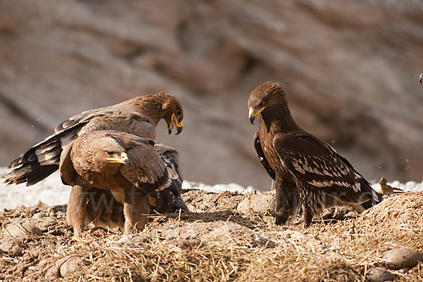 Steppenadler (Aquila nipalensis)