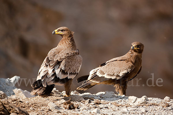 Steppenadler (Aquila nipalensis)