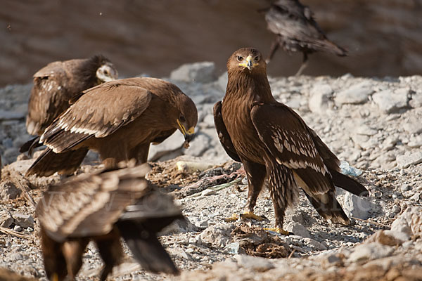 Steppenadler (Aquila nipalensis)