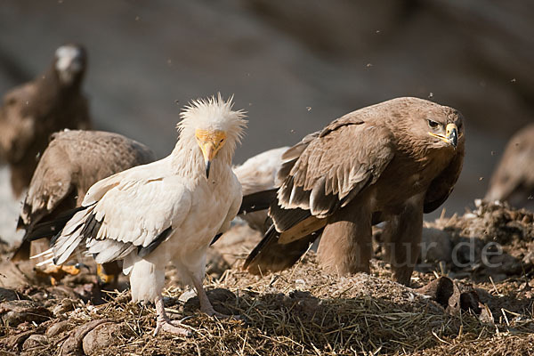 Steppenadler (Aquila nipalensis)