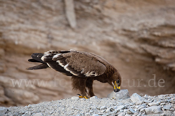 Steppenadler (Aquila nipalensis)