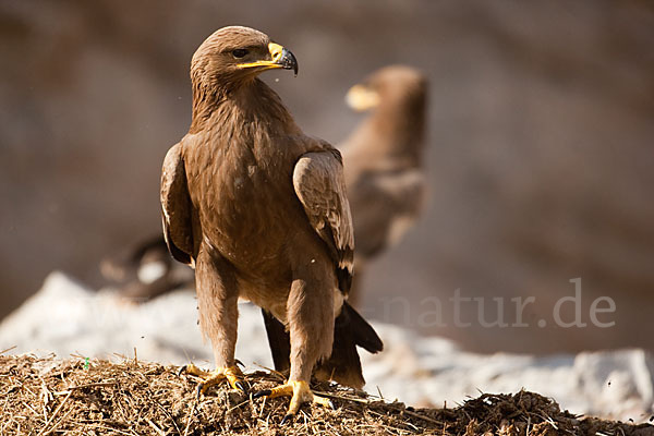 Steppenadler (Aquila nipalensis)