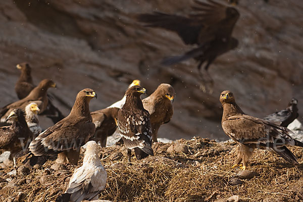 Steppenadler (Aquila nipalensis)