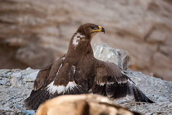 Steppenadler (Aquila nipalensis)