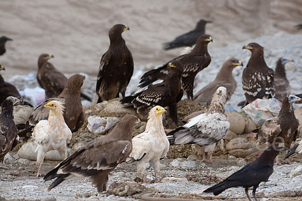 Steppenadler (Aquila nipalensis)