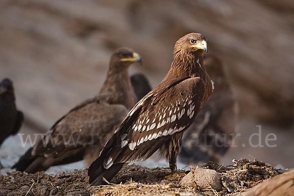 Steppenadler (Aquila nipalensis)