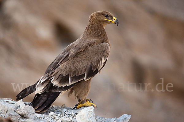 Steppenadler (Aquila nipalensis)