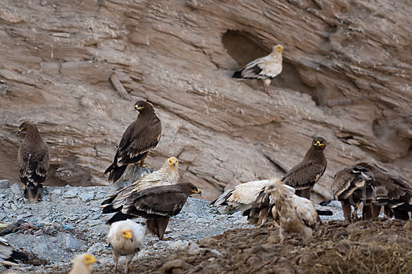 Steppenadler (Aquila nipalensis)