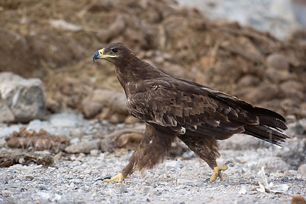 Steppenadler (Aquila nipalensis)