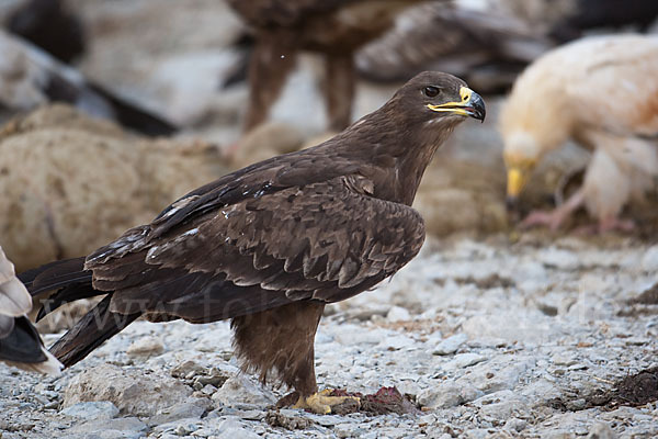 Steppenadler (Aquila nipalensis)