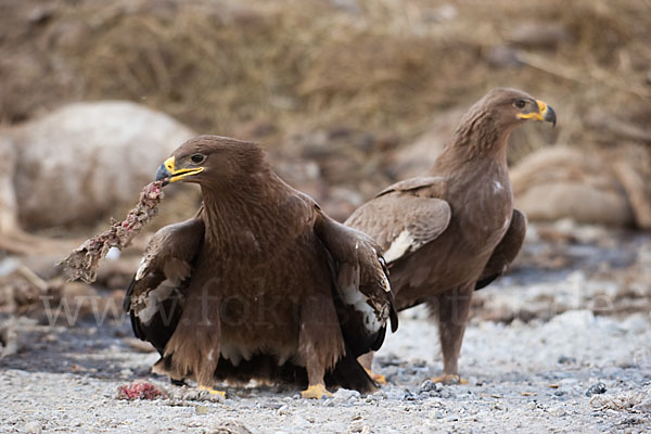 Steppenadler (Aquila nipalensis)