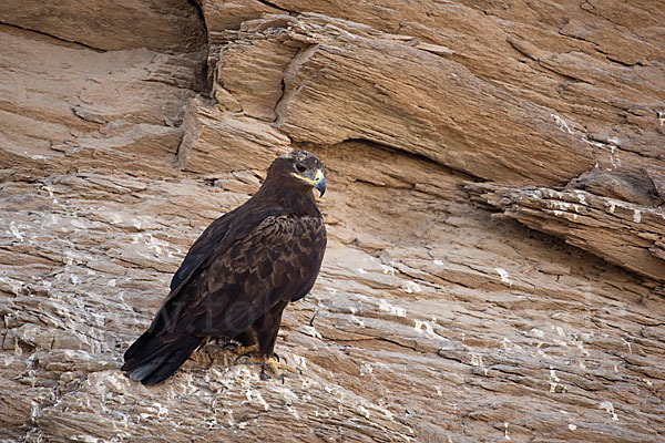 Steppenadler (Aquila nipalensis)