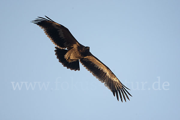 Steppenadler (Aquila nipalensis)