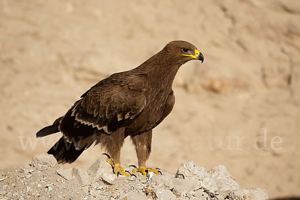 Steppenadler (Aquila nipalensis)