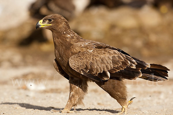 Steppenadler (Aquila nipalensis)