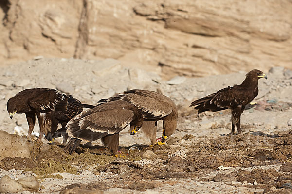 Steppenadler (Aquila nipalensis)