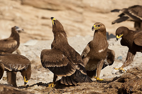 Steppenadler (Aquila nipalensis)